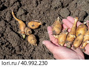 Выкапывание весной из земли на огороде корня топинамбура. Стоковое фото, фотограф Любовь Демус / Фотобанк Лори