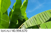 Banana tree, cultivated plant of the genus Banana Musa. Large green beautiful banana leaves sway in the wind. Blue sky. Banana plantation in Ecuador. Tropical sunny evening. Tourism and agriculture. Стоковое видео, видеограф Юлия Петровская / Фотобанк Лори