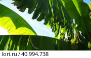 Banana tree, cultivated plant of the genus Banana Musa. Large green beautiful banana leaves sway in the wind. Blue sky. Banana plantation in Ecuador. Tropical sunny evening. Tourism and agriculture. Стоковое видео, видеограф Юлия Петровская / Фотобанк Лори