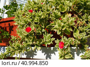 Mesembryanthemum cordifolium, Aptenia cordifolia is a species of succulent plant in iceplant family, creeping plant. Flowers on the windowsill. Baby sun rose, heart-leaf, red aptenia, rooi brakvygie. Стоковое фото, фотограф Юлия Петровская / Фотобанк Лори