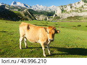 mountain cow sits on a lawn in a national park. Стоковое фото, фотограф Татьяна Яцевич / Фотобанк Лори