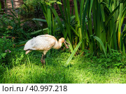 Beautiful Eurasian Spoonbill or common spoonbill (Platalea leucorodia) walking in green lawn near shallow water hunting for food. Стоковое фото, фотограф Саблин Станислав / Фотобанк Лори