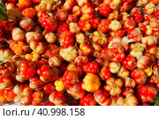 Rubus chamaemorus is a species of flowering plant rose family Rosaceae, native to cool temperate regions. Cloudberry, nordic berry, bakeapple, knotberry, aqpik or low-bush salmonberry, averin or evron. Стоковое фото, фотограф Юлия Петровская / Фотобанк Лори