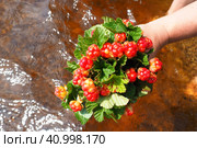 Rubus chamaemorus is a species of flowering plant rose family Rosaceae, native to cool temperate regions. Cloudberry, nordic berry, bakeapple, knotberry, aqpik or low-bush salmonberry, averin or evron. Стоковое фото, фотограф Юлия Петровская / Фотобанк Лори