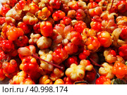 Rubus chamaemorus is a species of flowering plant rose family Rosaceae, native to cool temperate regions. Cloudberry, nordic berry, bakeapple, knotberry, aqpik or low-bush salmonberry, averin or evron. Стоковое фото, фотограф Юлия Петровская / Фотобанк Лори