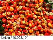 Rubus chamaemorus is a species of flowering plant rose family Rosaceae, native to cool temperate regions. Cloudberry, nordic berry, bakeapple, knotberry, aqpik or low-bush salmonberry, averin or evron. Стоковое фото, фотограф Юлия Петровская / Фотобанк Лори