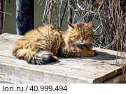 Stray fluffy cat basks in the spring sun. Стоковое фото, фотограф Татьяна Терехина / Фотобанк Лори