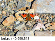 Aglais io, the European peacock known as peacock butterfly on stones. Far East, Russia. Стоковое фото, фотограф Татьяна Терехина / Фотобанк Лори