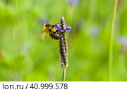 bumblebee pollinates flower on an autumn day. Стоковое фото, фотограф Татьяна Терехина / Фотобанк Лори