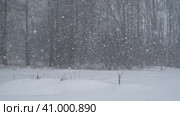 Heavy snowfall. Beautiful forest landscape of snow and blurred trees. Gently falling snow flakes. Bad snowy weather cold day. Winter nature background. Nobody, No People, Super Slow motion. Snowstorm. Стоковое видео, видеограф Марина Демидюк / Фотобанк Лори
