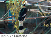 Toucan in the Perm Zoo. Resting after breakfast. Стоковое фото, фотограф Дмитрий / Фотобанк Лори