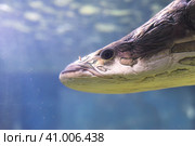 Arapaima fish in aquarium close up. Стоковое фото, фотограф Татьяна Терехина / Фотобанк Лори