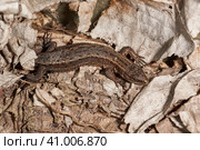 A quick or ordinary lizard basks in the garden under the rays of the spring sun. Quick lizard, or an ordinary lizard (lat. Lacerta agilis) is a species of lizard from the family of true lizards. Стоковое фото, фотограф Андрей Жигальцов / Фотобанк Лори