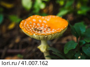 Аккуратный мухомор в летнем лесу. Ядовитые грибы. Малая глубина резкости. Стоковое фото, фотограф Андрей Пустякин / Фотобанк Лори