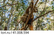 Cute brown lemur Eulemur albifrons is sitting on a tree, holding on to the branches with his paws. Visible eyes, fluffy fur. Madagascar. Kirindi Forest. (2023 год). Стоковое фото, фотограф Вера Ивановна Кубарева / Фотобанк Лори