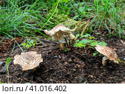 3 гриба Эхинодермы шершавой  (Echinoderma asperum) или Лепиоты шероховатой в лесу. Стоковое фото, фотограф Наталья Волкова / Фотобанк Лори