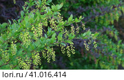 Shrub with green leaves of barberry thunberg and buds in spring. Flower buds of berberis on a branch close up. Easy movement from the wind. Darwin's barberry branch with buds of flowers. Стоковое видео, видеограф Марина Демидюк / Фотобанк Лори