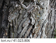 Close-up textured bark of old trees growing in a row. Natural background. Conservation of nature. Стоковое фото, фотограф Попова Ольга / Фотобанк Лори