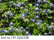 Set of blue Atragene flowers on a background of green foliage. Climbing plant in the garden. Стоковое фото, фотограф Оксана Прахова / Фотобанк Лори