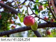 Ripe red apple on a tree branch in the garden. Harvest apples. Стоковое фото, фотограф Оксана Прахова / Фотобанк Лори