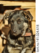 Puppy mestizo shepherd dog on wooden background. Стоковое фото, фотограф Анна Кривицкая / Фотобанк Лори