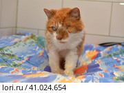 Ginger cat with an eyesore at an animal shelter. Стоковое фото, фотограф Анна Кривицкая / Фотобанк Лори