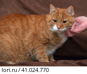 Chubby affectionate red cat on sofa. Стоковое фото, фотограф Анна Кривицкая / Фотобанк Лори