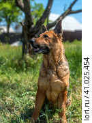 Old german shepherd among green grass. Стоковое фото, фотограф Анна Кривицкая / Фотобанк Лори