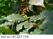 Coffea arabica tree fruit known as the Arabian coffee. Стоковое фото, фотограф Татьяна Терехина / Фотобанк Лори