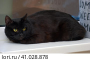 Black cat with a tense frightened look. Стоковое фото, фотограф Анна Кривицкая / Фотобанк Лори