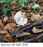 Curly lobe, or curly Helvella crispa is a species of fungus belonging to the genus Helvella, Helvella of the Helvellaceae family, the lectotype of the genus. Fruit bodies irregularly shaped apothecia. Стоковое фото, фотограф Юлия Петровская / Фотобанк Лори