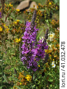 Дербенник иволистный, или плакун-трава (лат. Lythrum salicaria) Стоковое фото, фотограф lana1501 / Фотобанк Лори