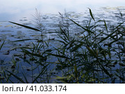 Horizontal photo of a common reed growing near a lake in the evening (2020 год). Стоковое фото, фотограф Попова Ольга / Фотобанк Лори