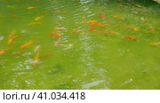 Koi or brocade carp nishikigoi are ornamental domesticated fish bred from the Amur subspecies of carp Cyprinus carpio. Eurasian carp or European carp, common carp, freshwater fish of eutrophic waters. Стоковое видео, видеограф Юлия Петровская / Фотобанк Лори