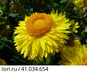 Гелихризум (лат. Helichrysum) Стоковое фото, фотограф lana1501 / Фотобанк Лори