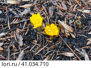 Adonis amurensis commonly known as Amur adonis and pheasant's eye. Стоковое фото, фотограф Татьяна Терехина / Фотобанк Лори