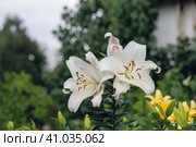 Белые лилии в саду. Стоковое фото, фотограф Андрей Иванов / Фотобанк Лори