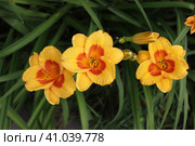Желто-красный лилейник (лат. Hemerocallis) Стоковое фото, фотограф Елена Орлова / Фотобанк Лори