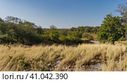 Among the tall yellowed grass, the rocky bed of a dried-up stream is visible. Thickets of green trees against a clear blue sky. India. Ranthambore National Park. Стоковое фото, фотограф Вера Ивановна Кубарева / Фотобанк Лори