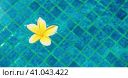 Blue pond background with one flower floats on surface of swimming pool. Plumeria frangipani white b. Стоковое видео, видеограф Igor Tichonow / Фотобанк Лори