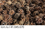 Brown background of dry opened cedar cones. Detail and texture. Close-up. Full screen. Стоковое фото, фотограф Вера Ивановна Кубарева / Фотобанк Лори