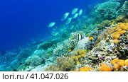 Intact coral wall with high density of reef fish. Moorish Idol. Стоковое видео, видеограф Igor Tichonow / Фотобанк Лори