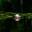 Water lily or pink lotus flower floating in pond water with reflection. Стоковое фото, фотограф Антон Вахрушев / Фотобанк Лори