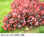 Begonia x semperflorens-cultorum. Wax begonias are a very popular member of the Begoniaceae begonia family, often used as an annual red bedding plant. Landscaping, flowerbed, lawn. Стоковое фото, фотограф Юлия Петровская / Фотобанк Лори