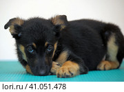 Little puppy mongrel with a guilty look. Стоковое фото, фотограф Анна Кривицкая / Фотобанк Лори
