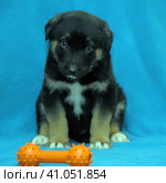 Crossbreed puppy shepherd dog on a blue background and a rubber toy bone. Стоковое фото, фотограф Анна Кривицкая / Фотобанк Лори