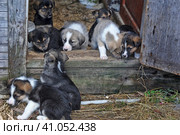 Puppies. Стоковое фото, фотограф Анна Кривицкая / Фотобанк Лори