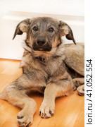 Crossbreed puppy Shepherd looks guiltily. Стоковое фото, фотограф Анна Кривицкая / Фотобанк Лори