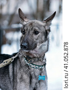 Dog pooch on a leash in winter. Стоковое фото, фотограф Анна Кривицкая / Фотобанк Лори