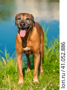 Rhodesian Ridgeback in the background of a lake. Стоковое фото, фотограф Анна Кривицкая / Фотобанк Лори